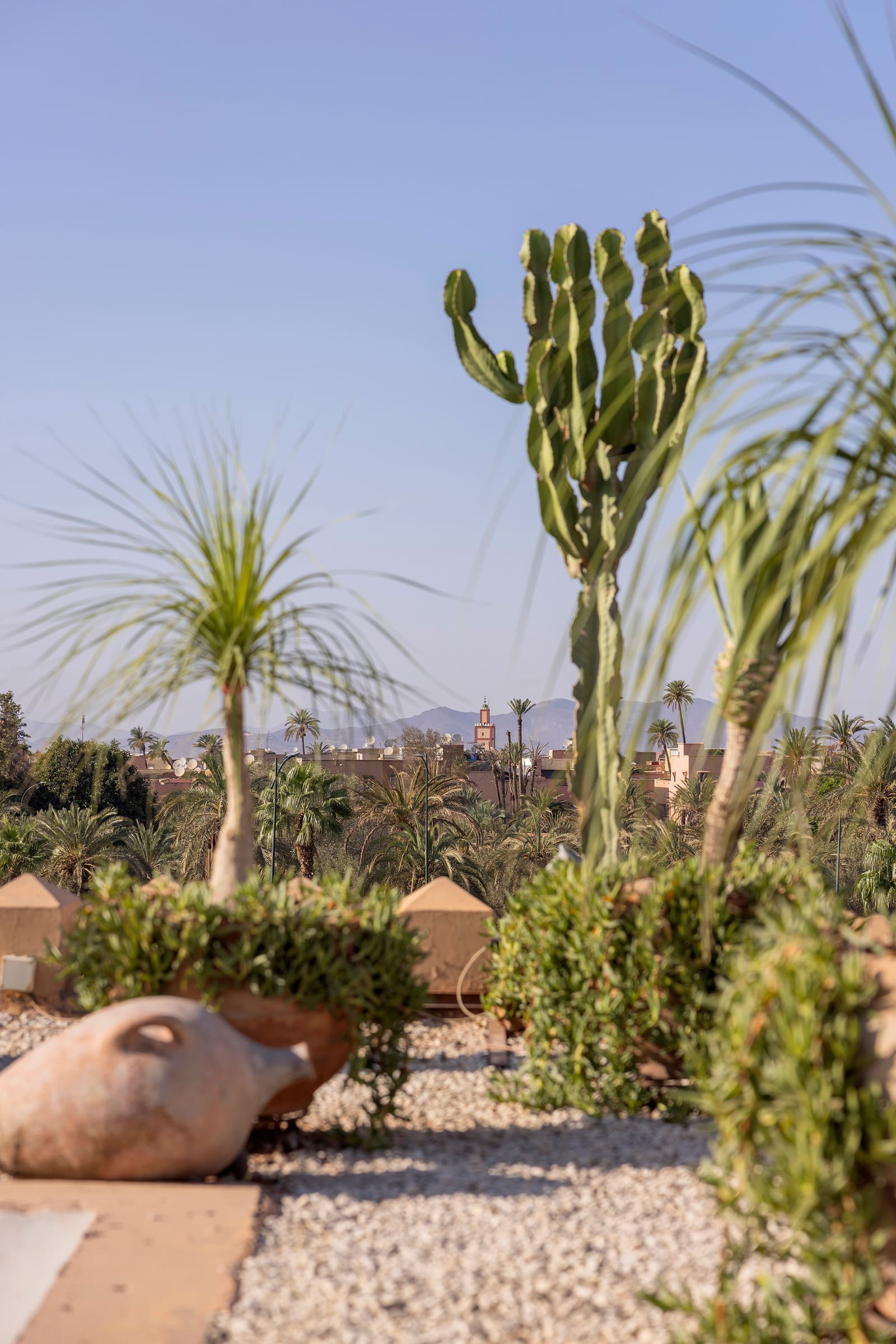 Détail végétal : cactus contre un mur de chaux blanche